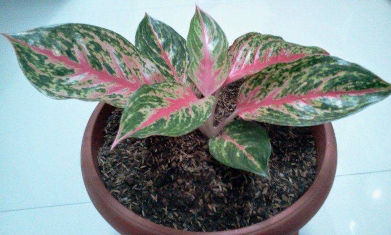 Аглаонема Cochin Red