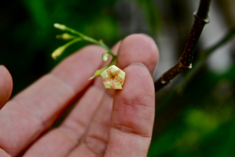Tabernanthe Iboga