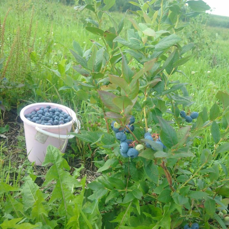 Голубика Блюкроп ЗКС 2 года