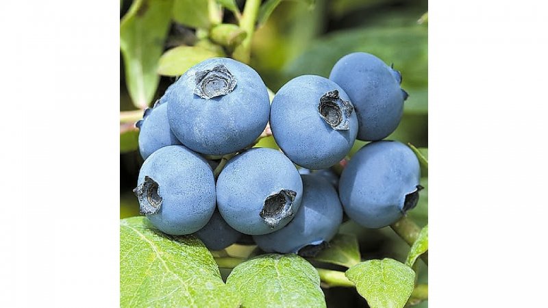 Голубика Блюкроп Bluecrop