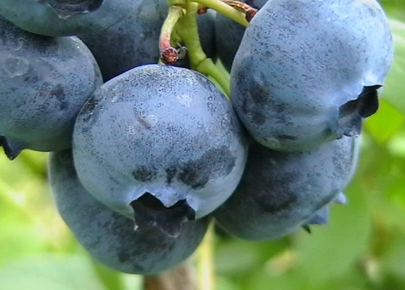 Голубика Садовая Bluecrop