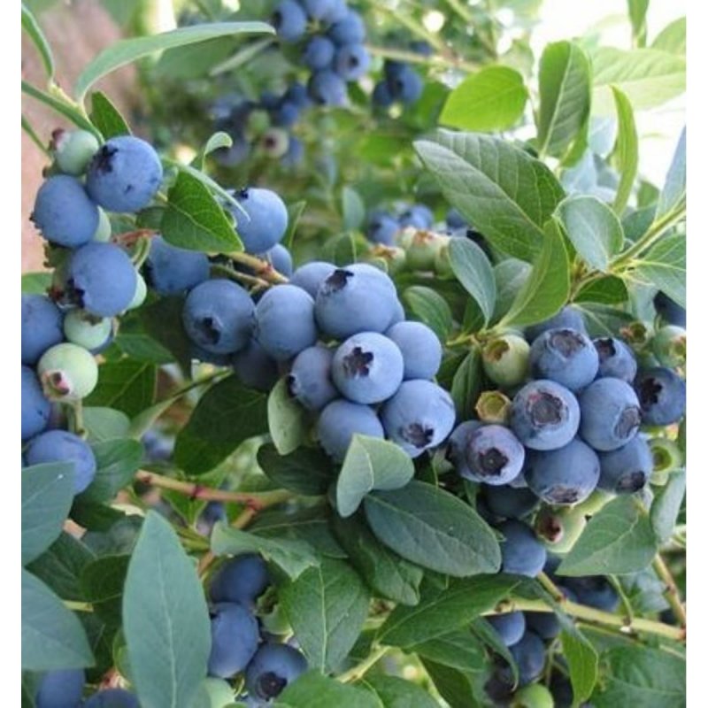 Голубика Садовая Bluecrop
