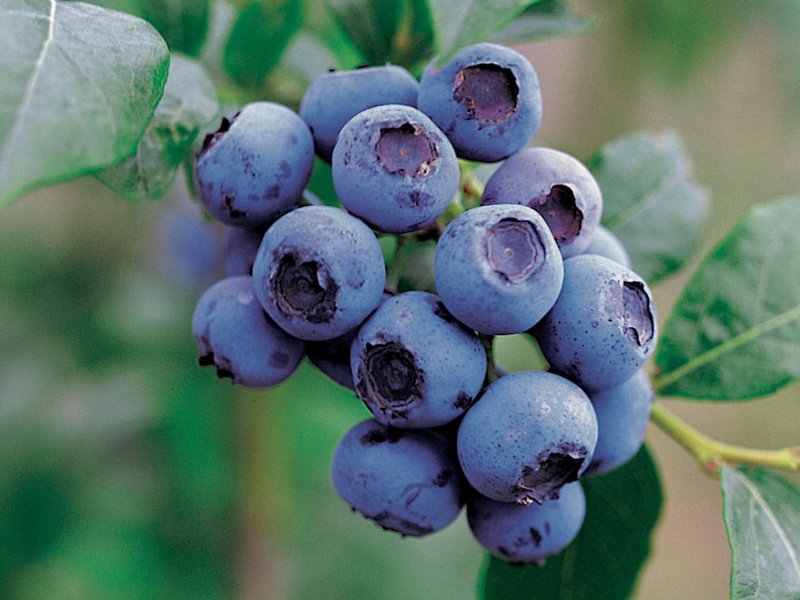 Vaccinium (голубика высокорослая) cor. Hardyblue