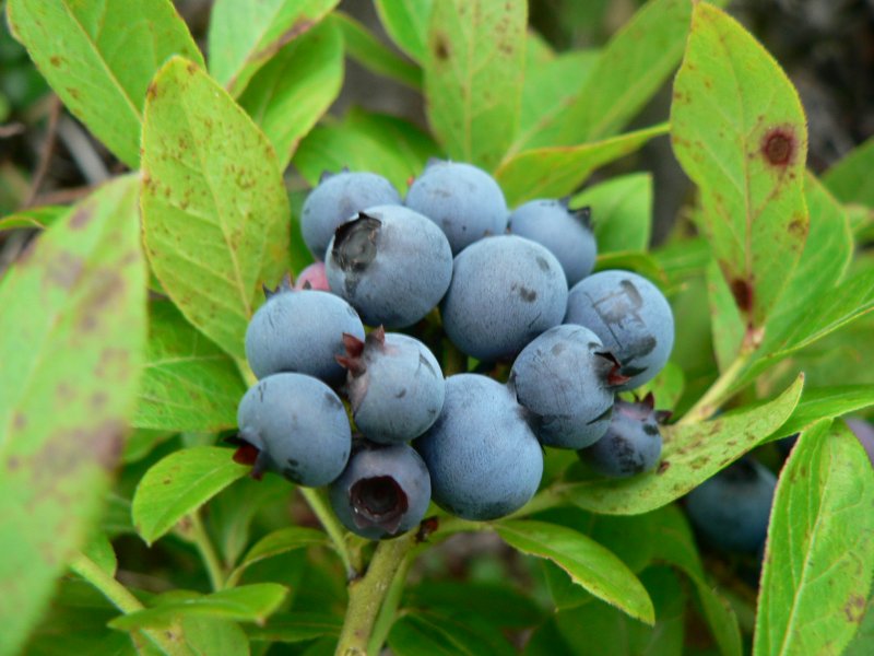 Vaccinium cor. 'Nelson'