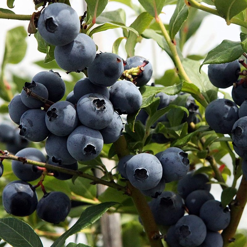 Vaccinium Bluecrop