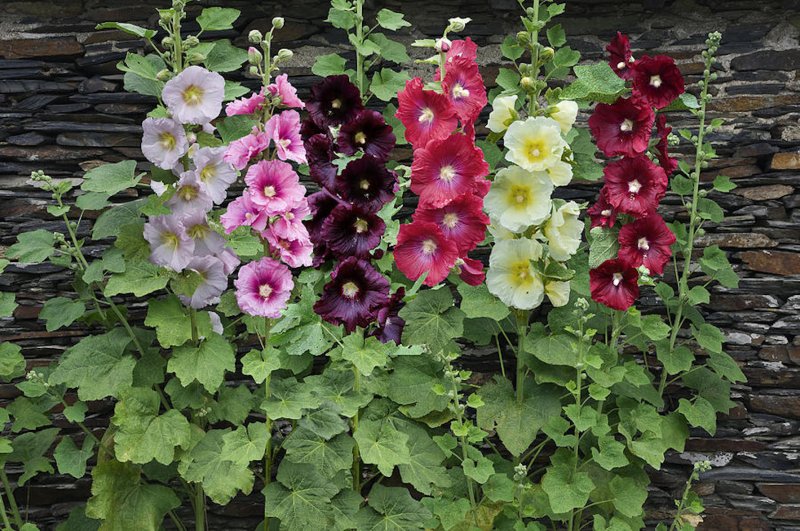 Мальва – Alcea