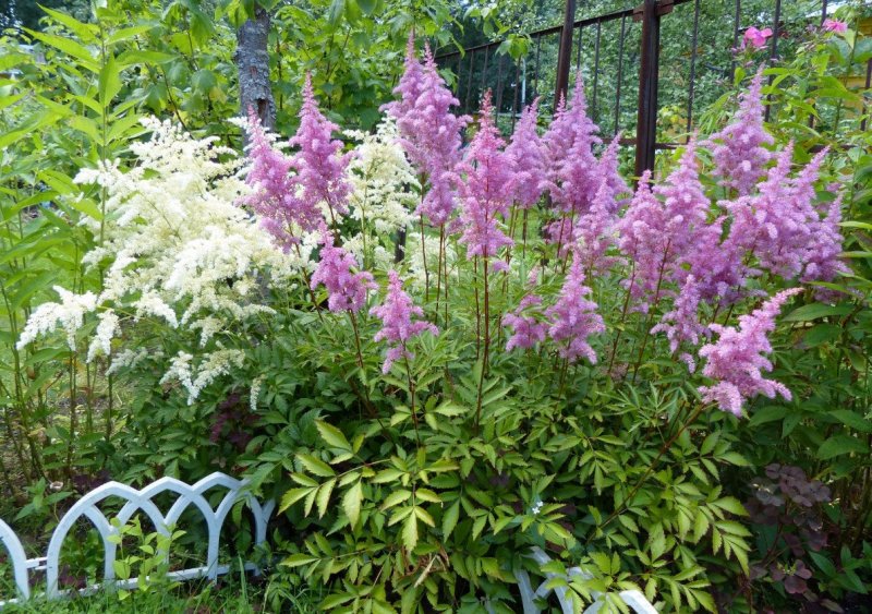 Astilbe arendsii Amethyst