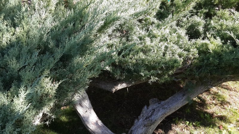 Juniperus foetidissima