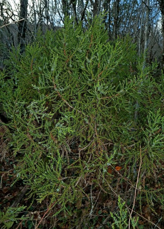 Juniperus virginiana 'Izabelin'