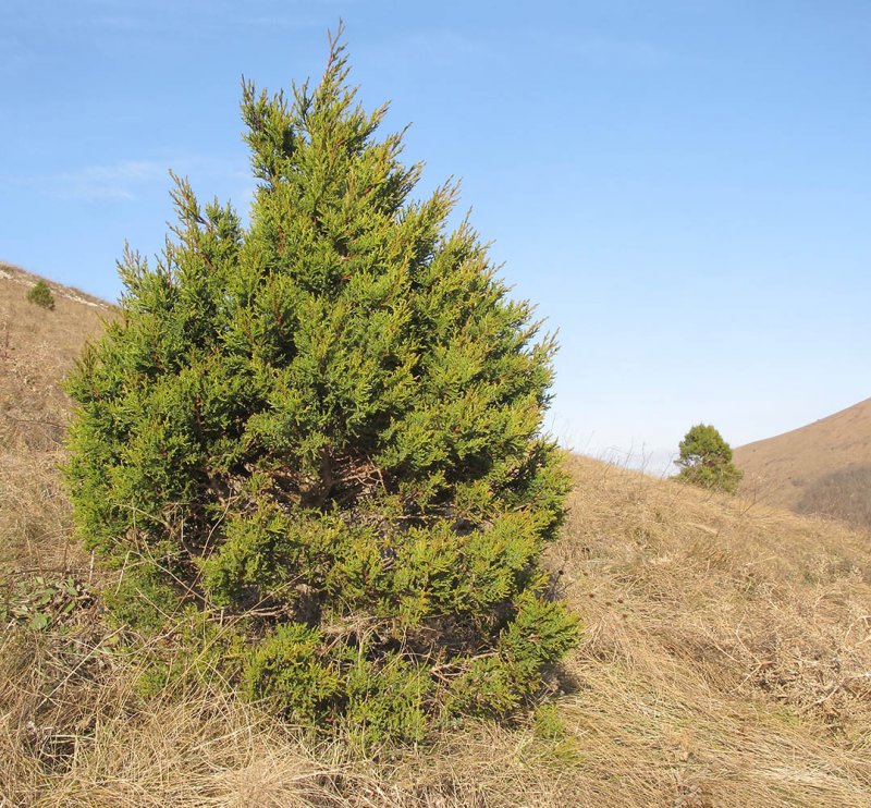 Можжевельник Juniperus phoenicea