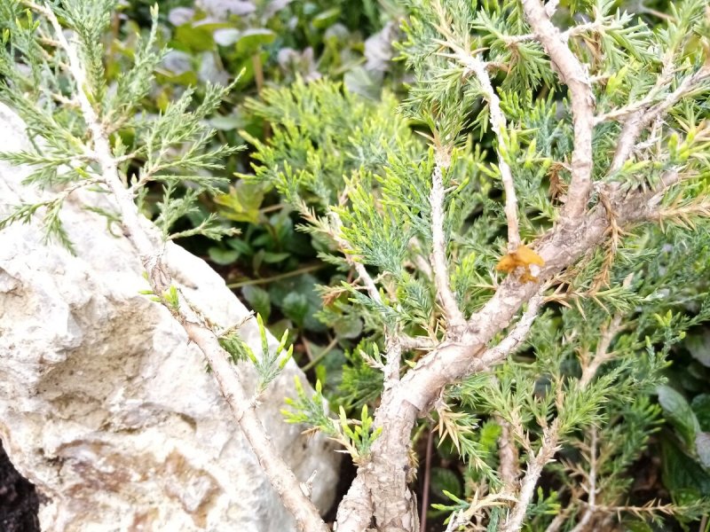 Можжевельник вонючий Juniperus foetidissima