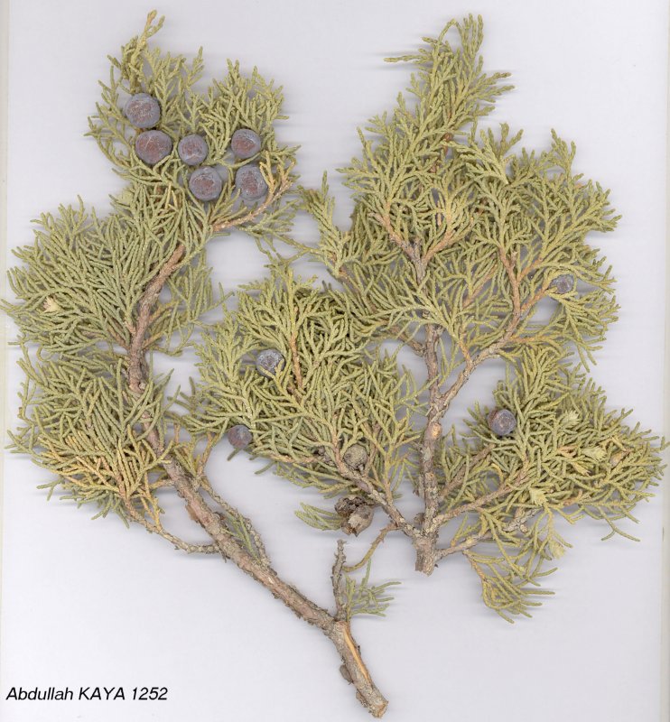 Juniperus foetidissima