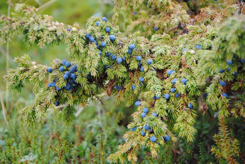 Juniperus foetidissima (дурнопахнущий)