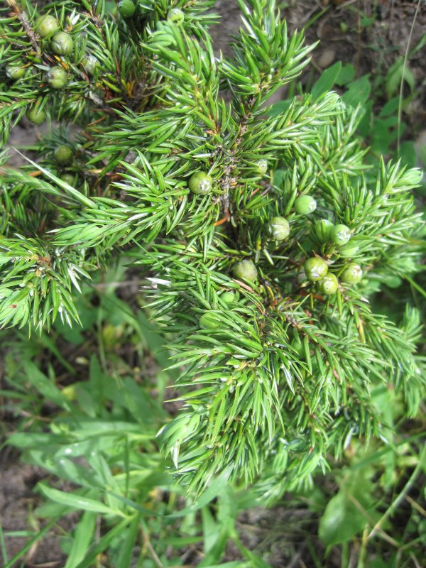Juniperus Excelsa m. Bieb.