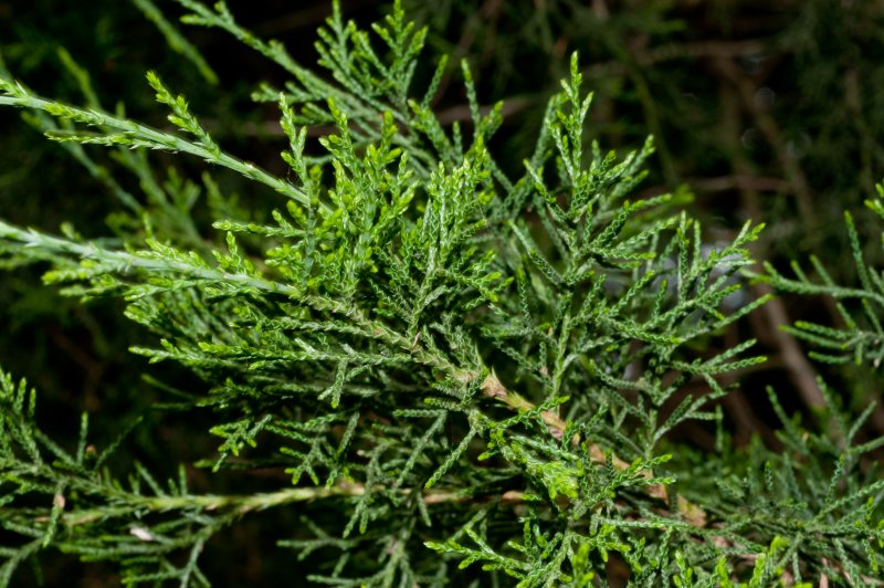 Кедр Juniperus virginiana