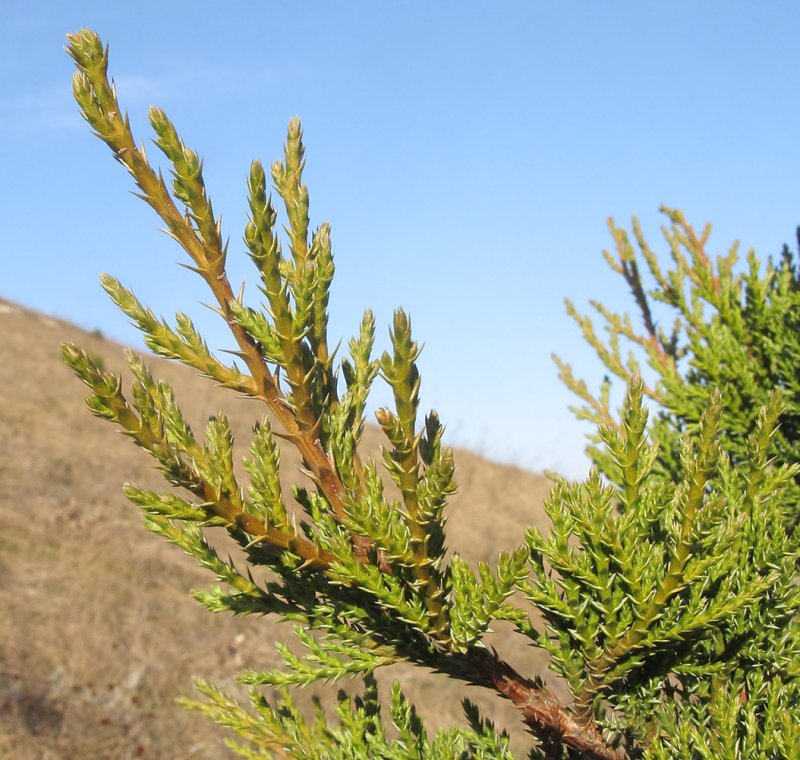 Можжевельник вонючий Juniperus foetidissima