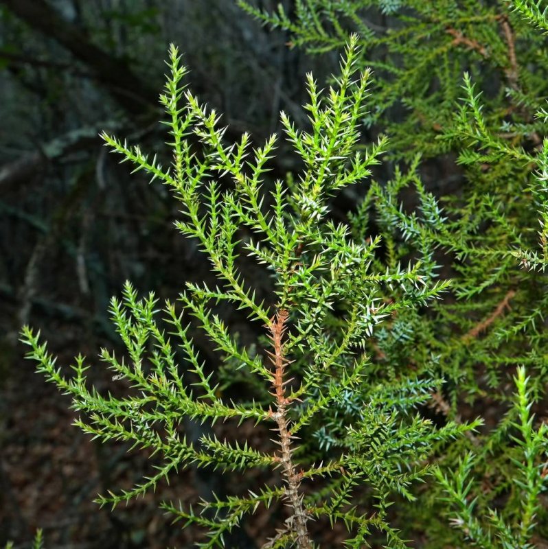 Можжевельник вонючий Juniperus foetidissima