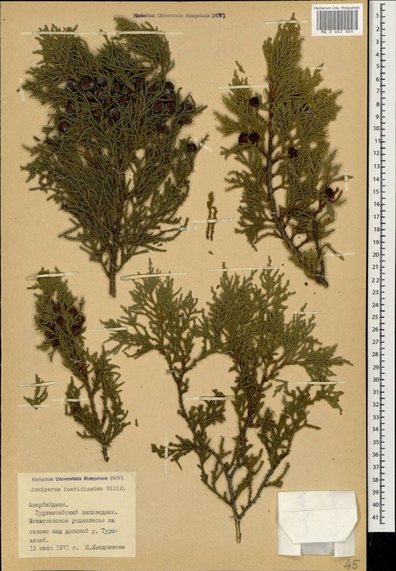 Juniperus foetidissima (дурнопахнущий)