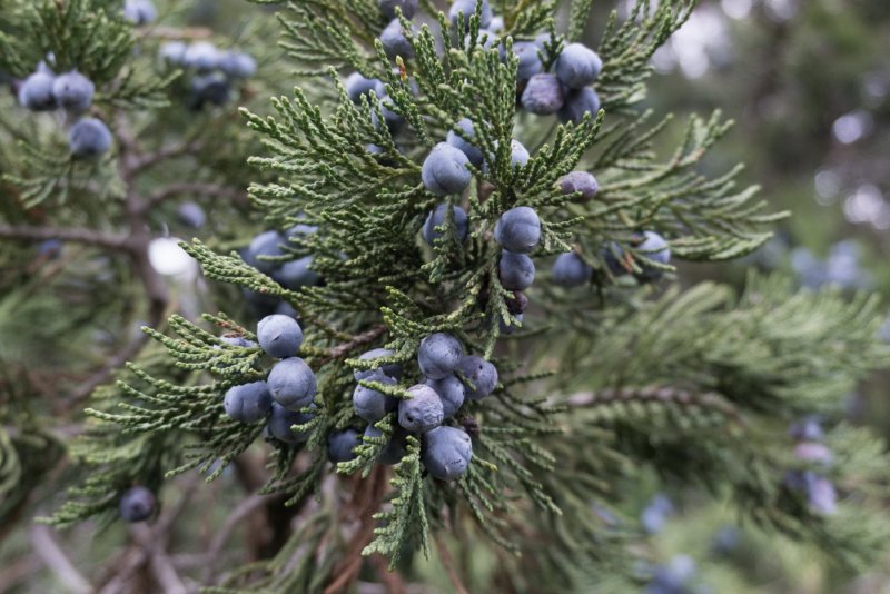 Кедр Juniperus virginiana