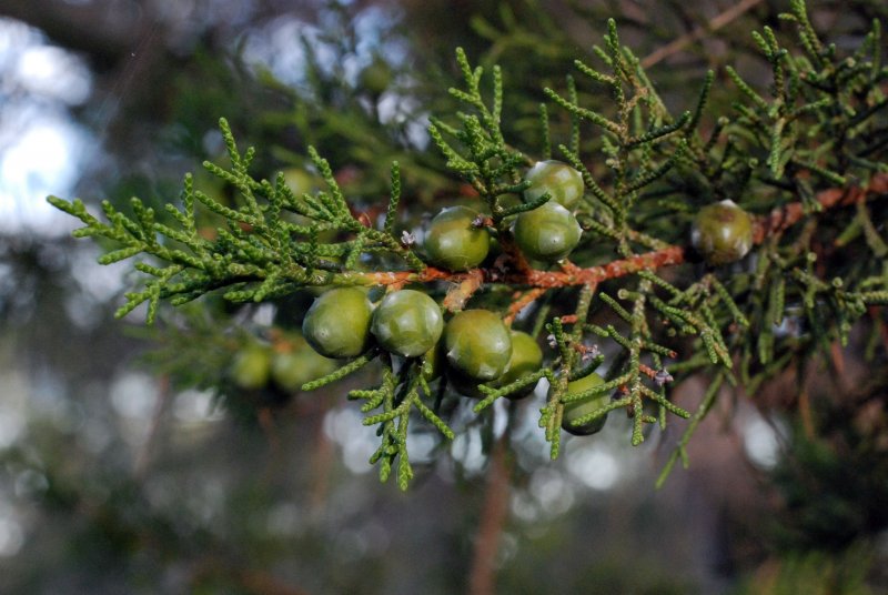 Арча – можжевельник туркменский( Juniperus Excelsa )