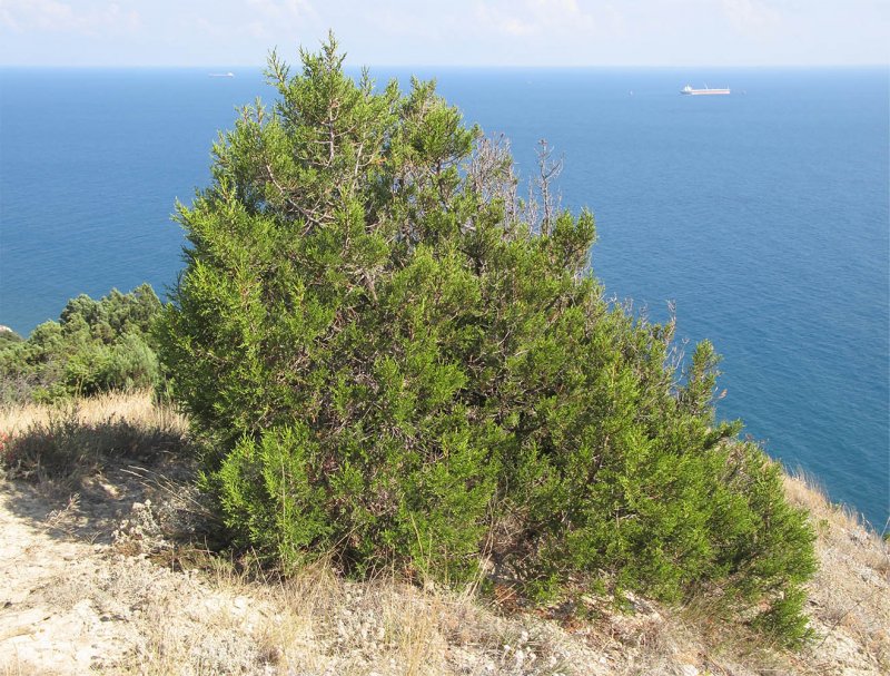 Juniperus foetidissima (дурнопахнущий)