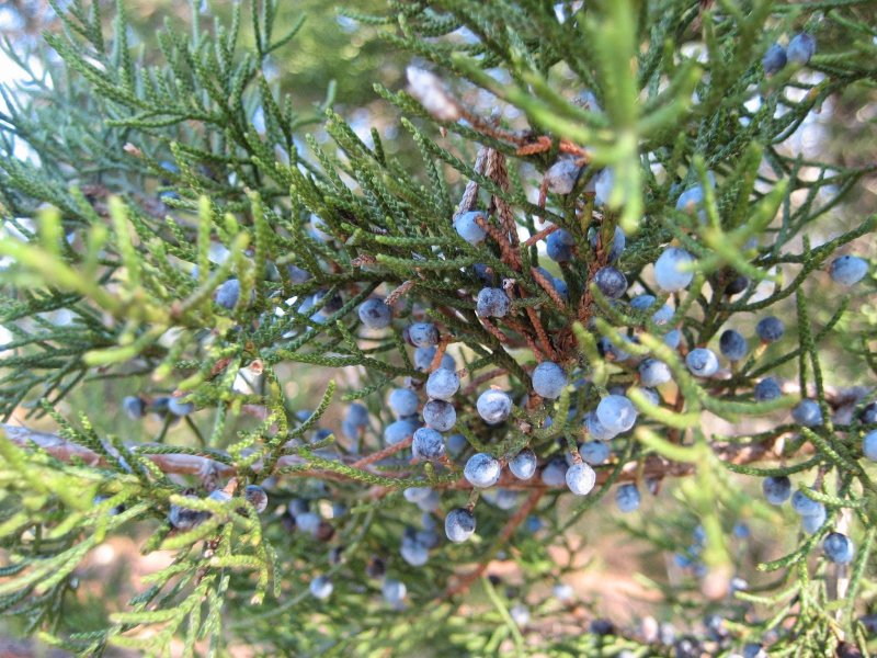 Juniperus foetidissima