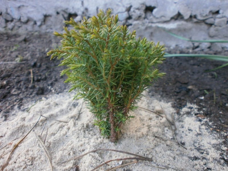 Juniperus foetidissima Willd.