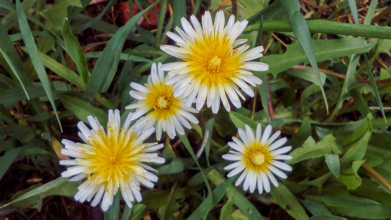 Одуванчик белоязычковый Taraxacum leucoglossum