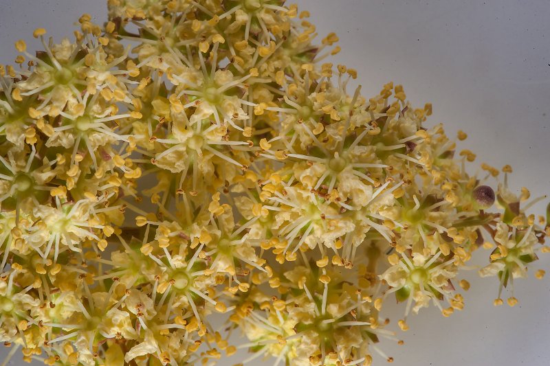Кустарник Лавсония неколючая (Lawsonia inermis)