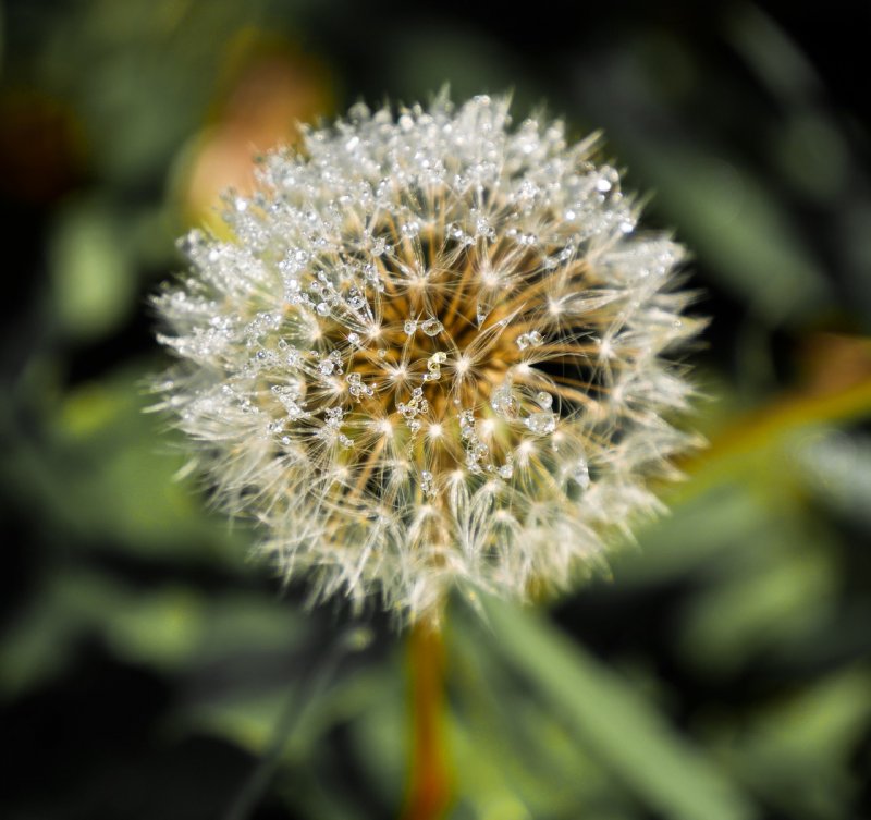 Taraxacum marklundii