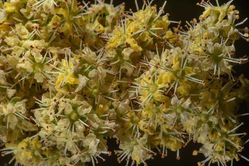 Растение Lawsonia inermis