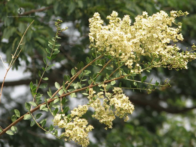 Lawsonia inermis