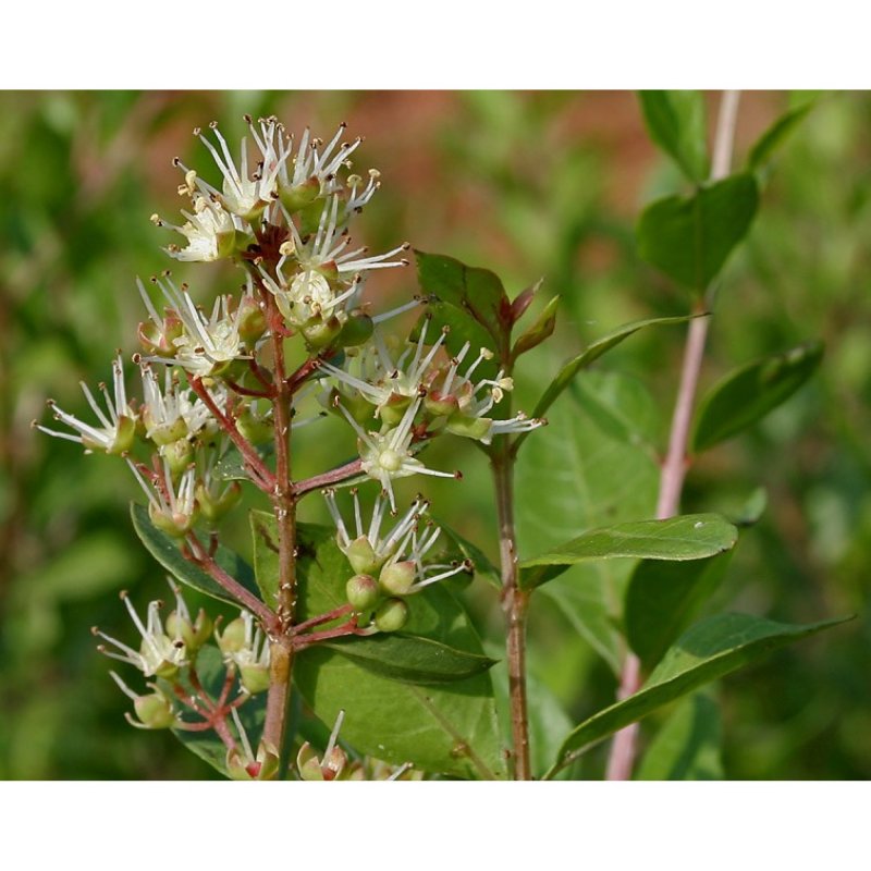 Растение Lawsonia inermis