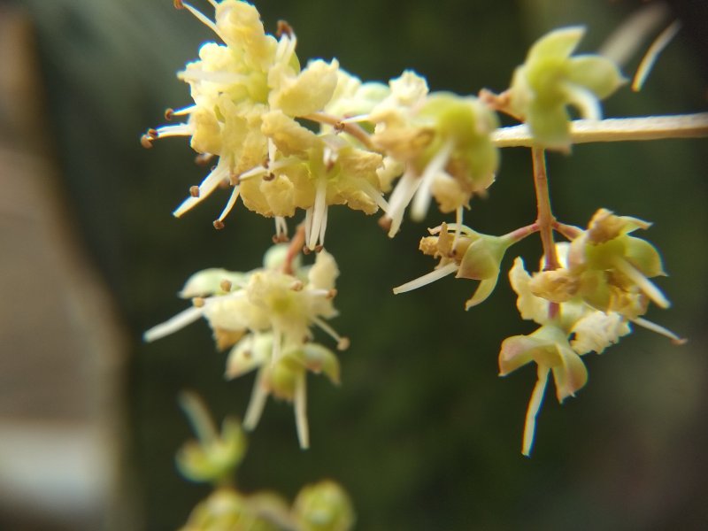 Растение Lawsonia inermis