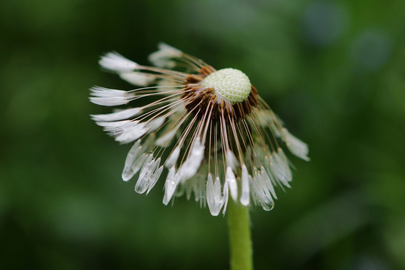 Одуванчик белоязычковый Taraxacum leucoglossum