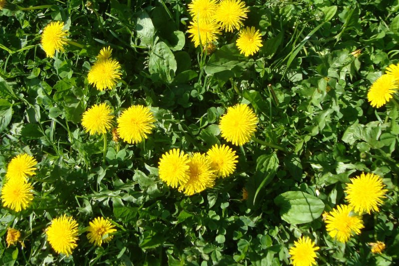 Флора Таймыра одуванчик Шамурина – Taraxacum schamurinii