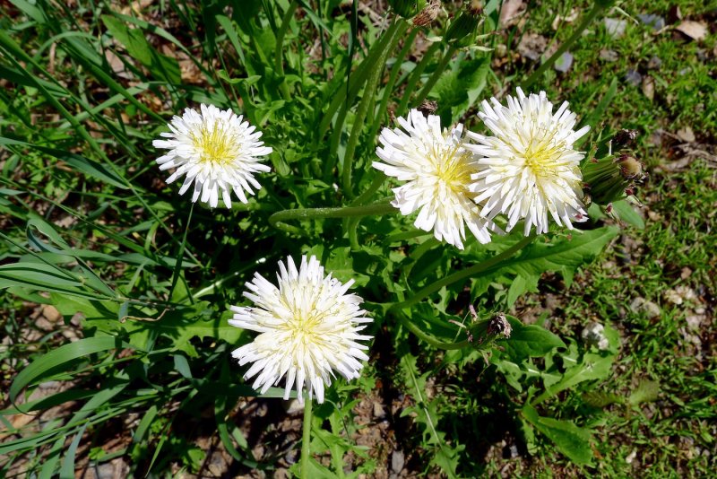 Одуванчик белоязычковый Taraxacum leucoglossum