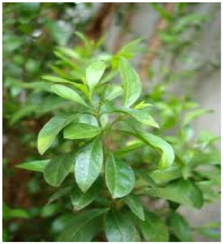 Lawsonia Alba