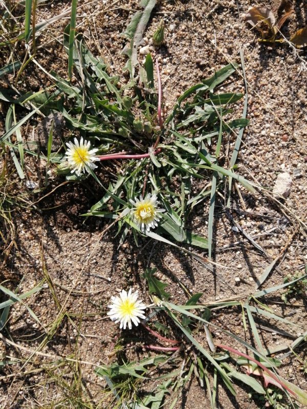 Одуванчик белоязычковый Taraxacum leucoglossum