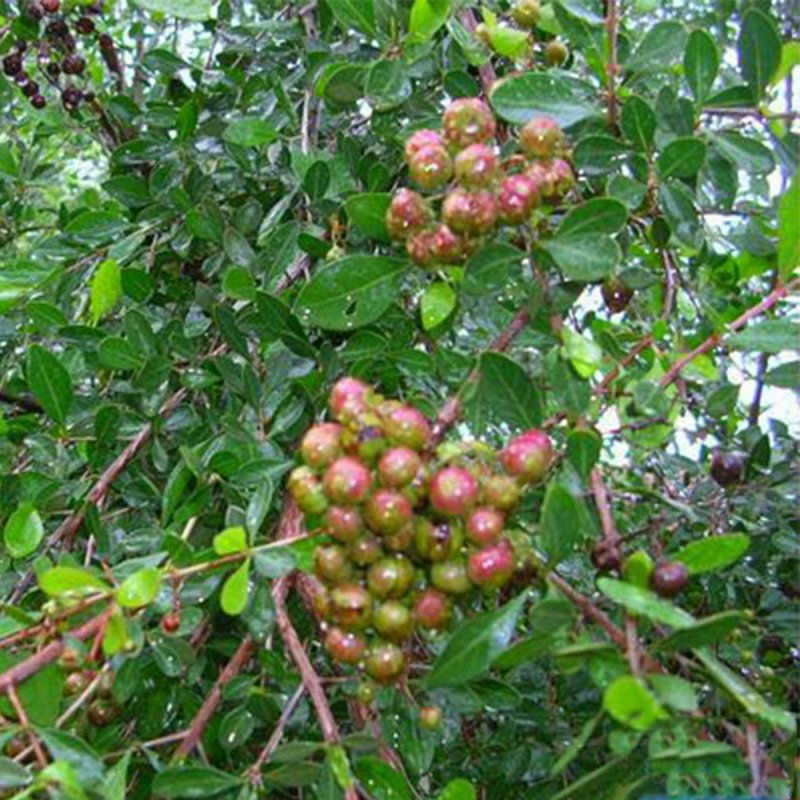 Lawsonia inermis