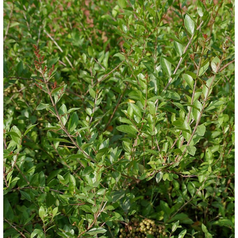 Lawsonia Alba