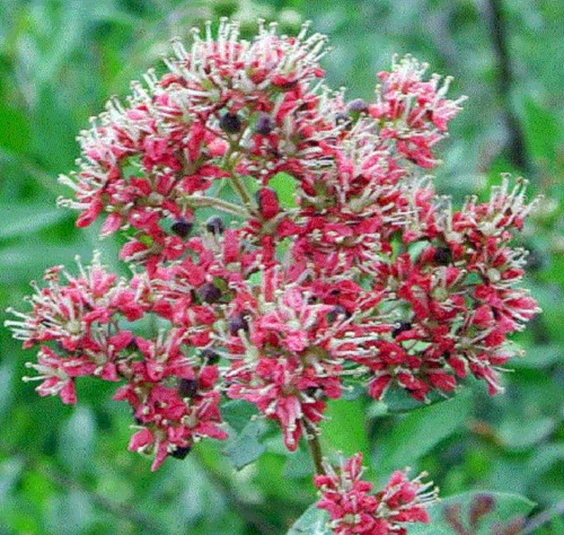 Lawsonia inermis