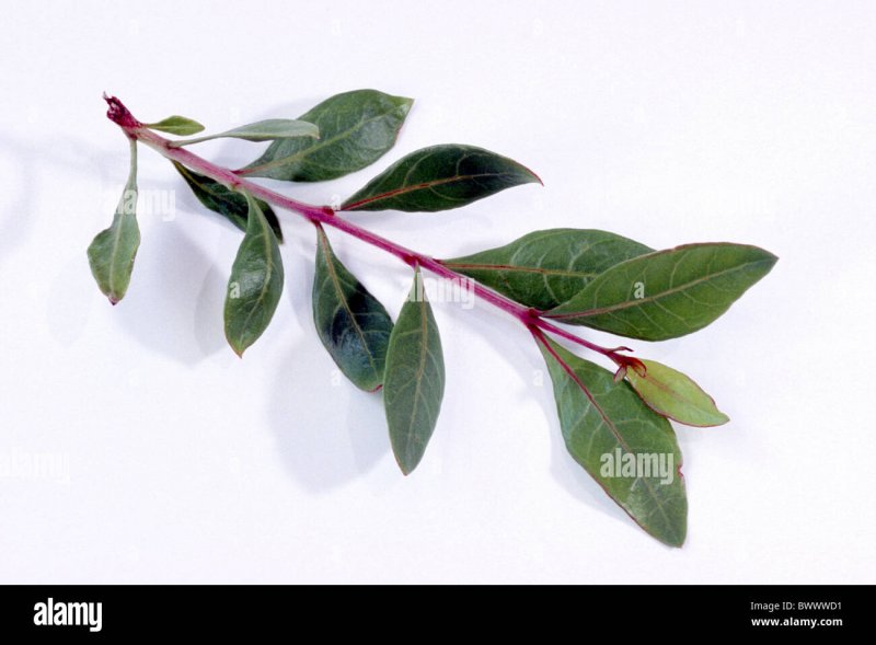 Lawsonia inermis рисунок