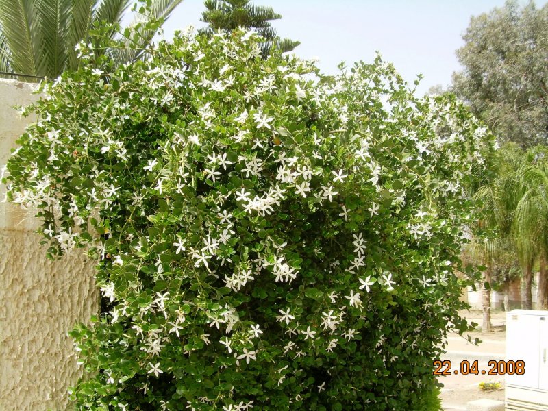 Повилика льняная Cuscuta epilinum