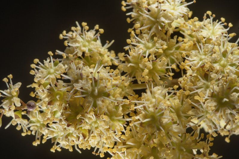 Хна (Lawsonia inermis)