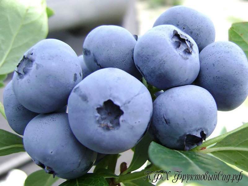Голубика Садовая Hardyblue