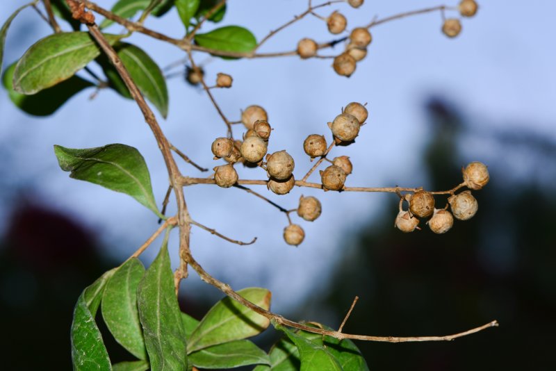 Lagerstroemia speciosa или Банаба