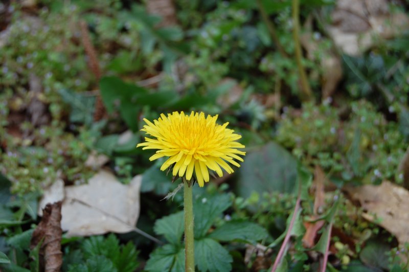 Род Taraxacum