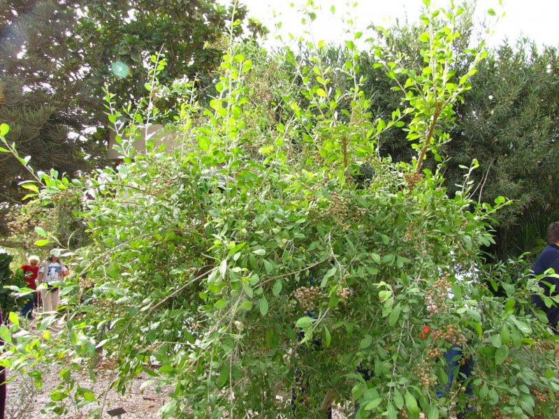 Lawsonia Alba