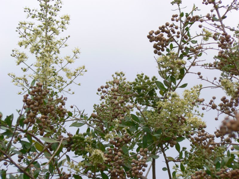 Lawsonia inermis (Henna) extract